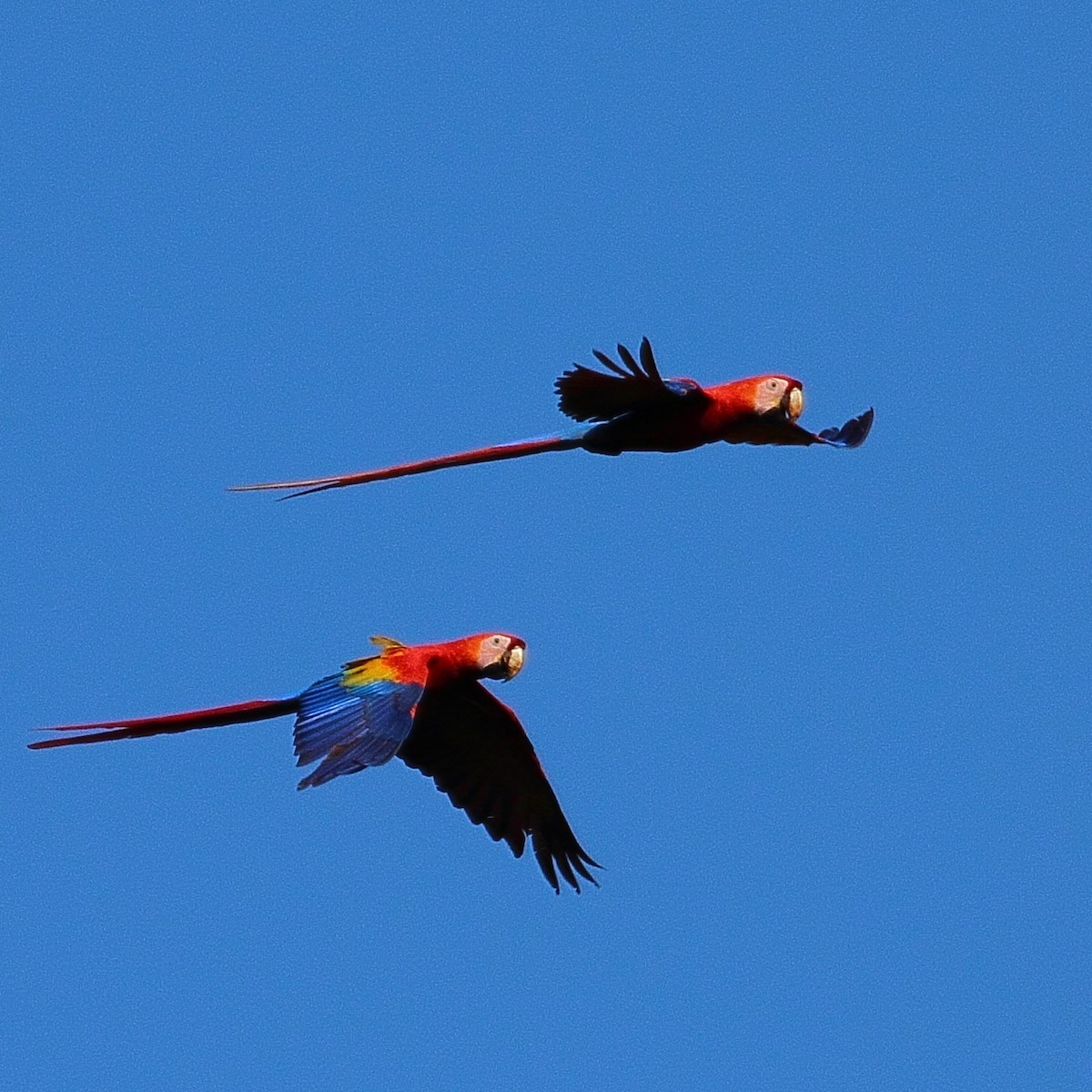 Scarlet Macaw - ML314456571