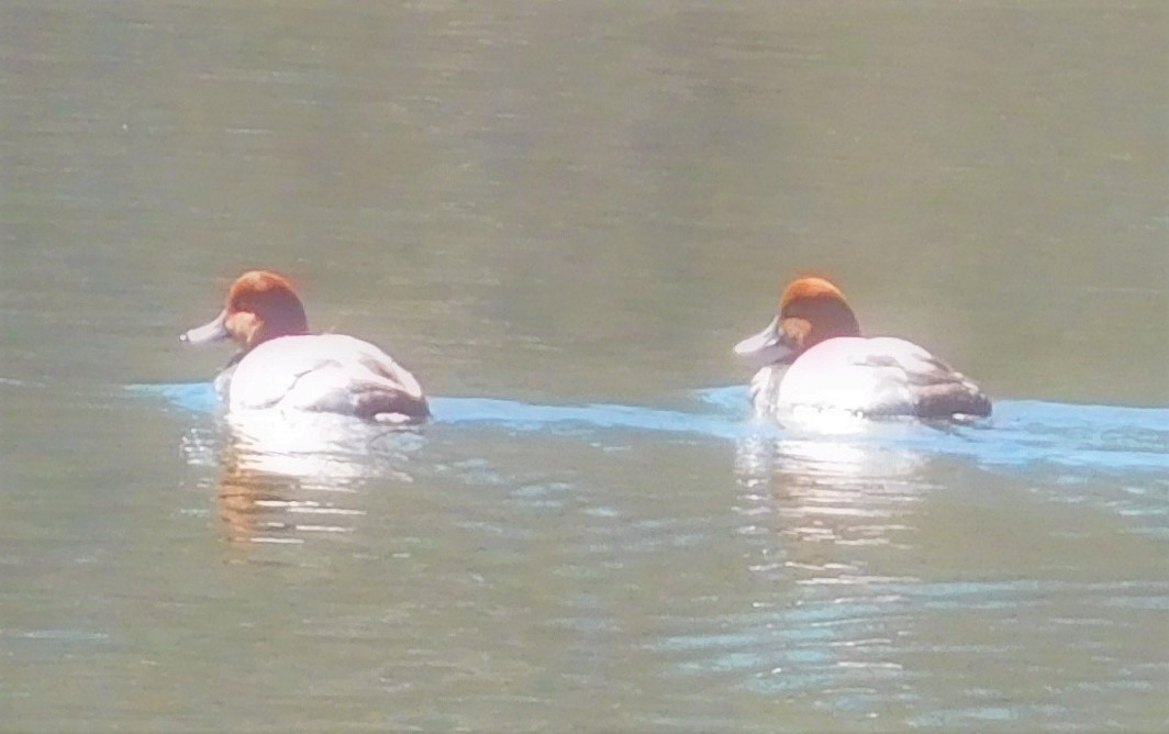 eBird Checklist 7 Mar 2021 Old Fish Hatchery and Nye Pond, East Sandwich 1 species