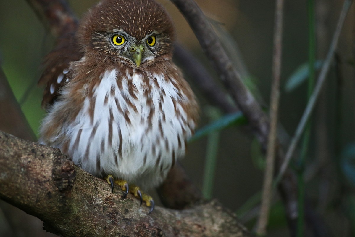 Ferruginous Pygmy-Owl - ML31446851