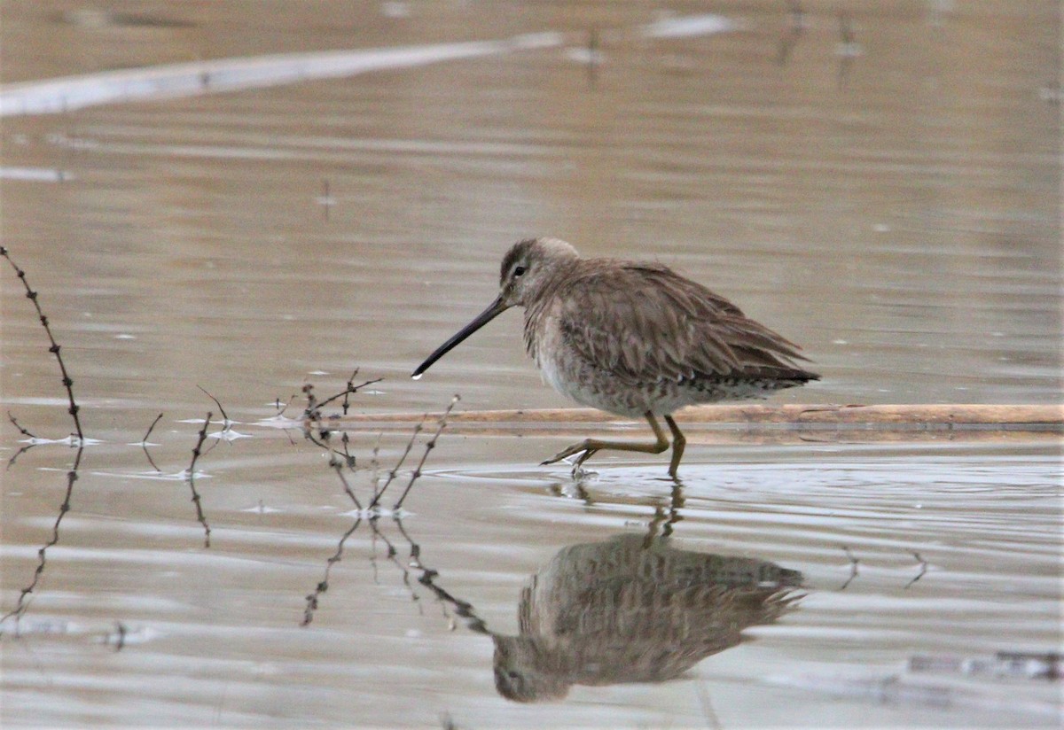 Long-billed Dowitcher - ML314468771