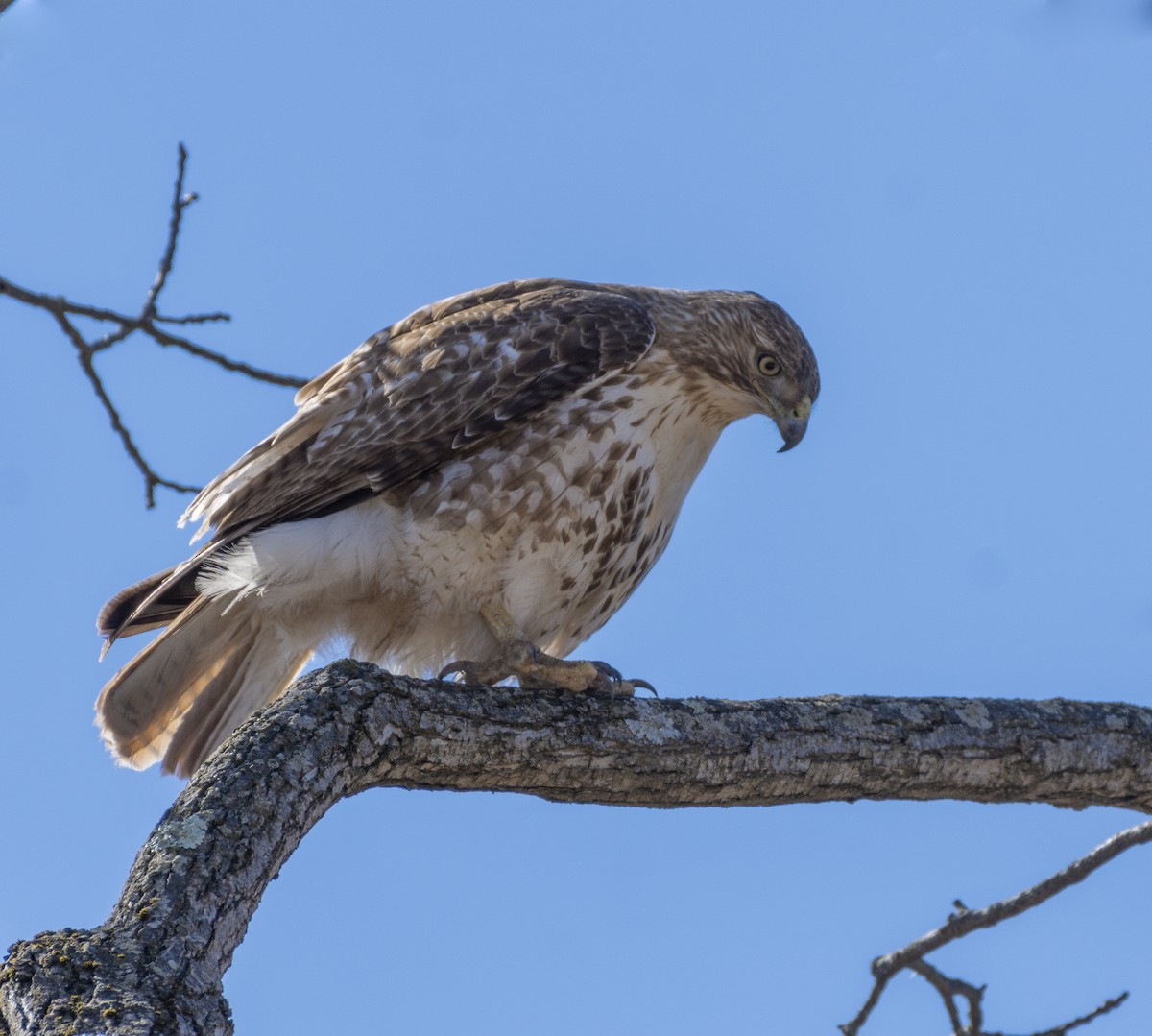 Red-tailed Hawk - ML314470351