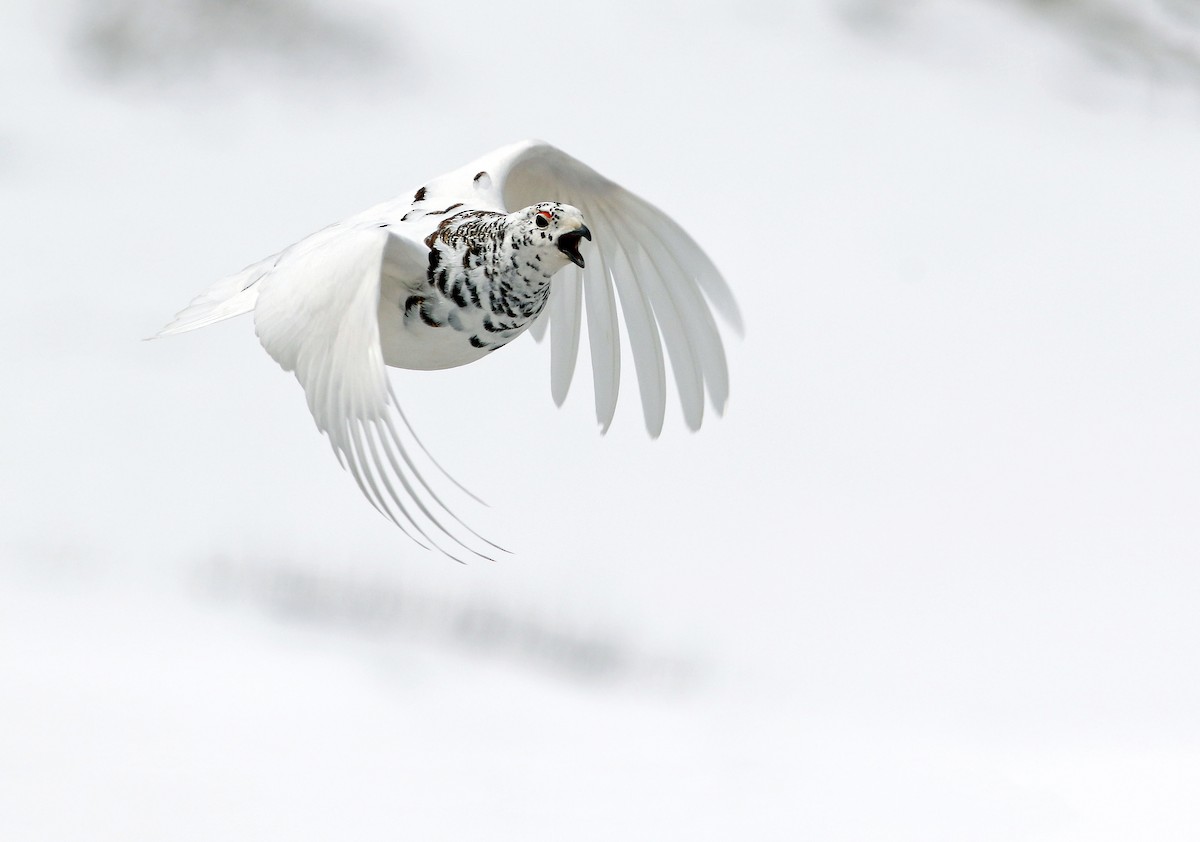 White-tailed Ptarmigan - Andrew Spencer