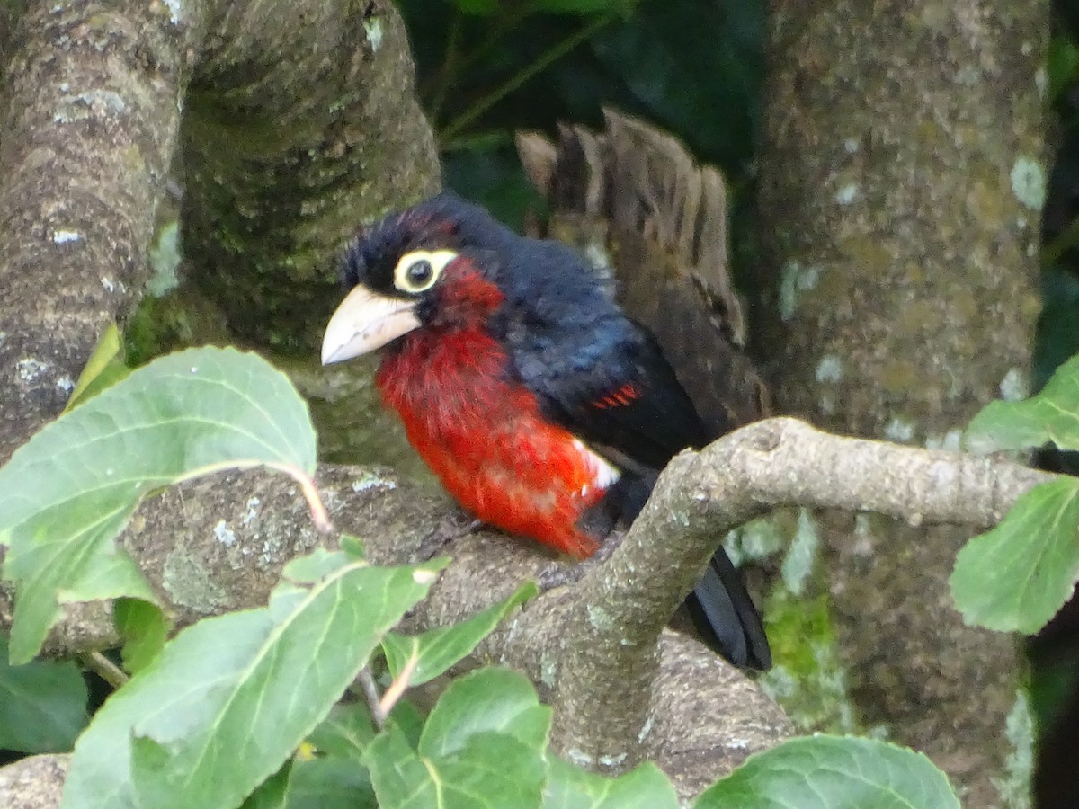 Double-toothed Barbet - ML314478991