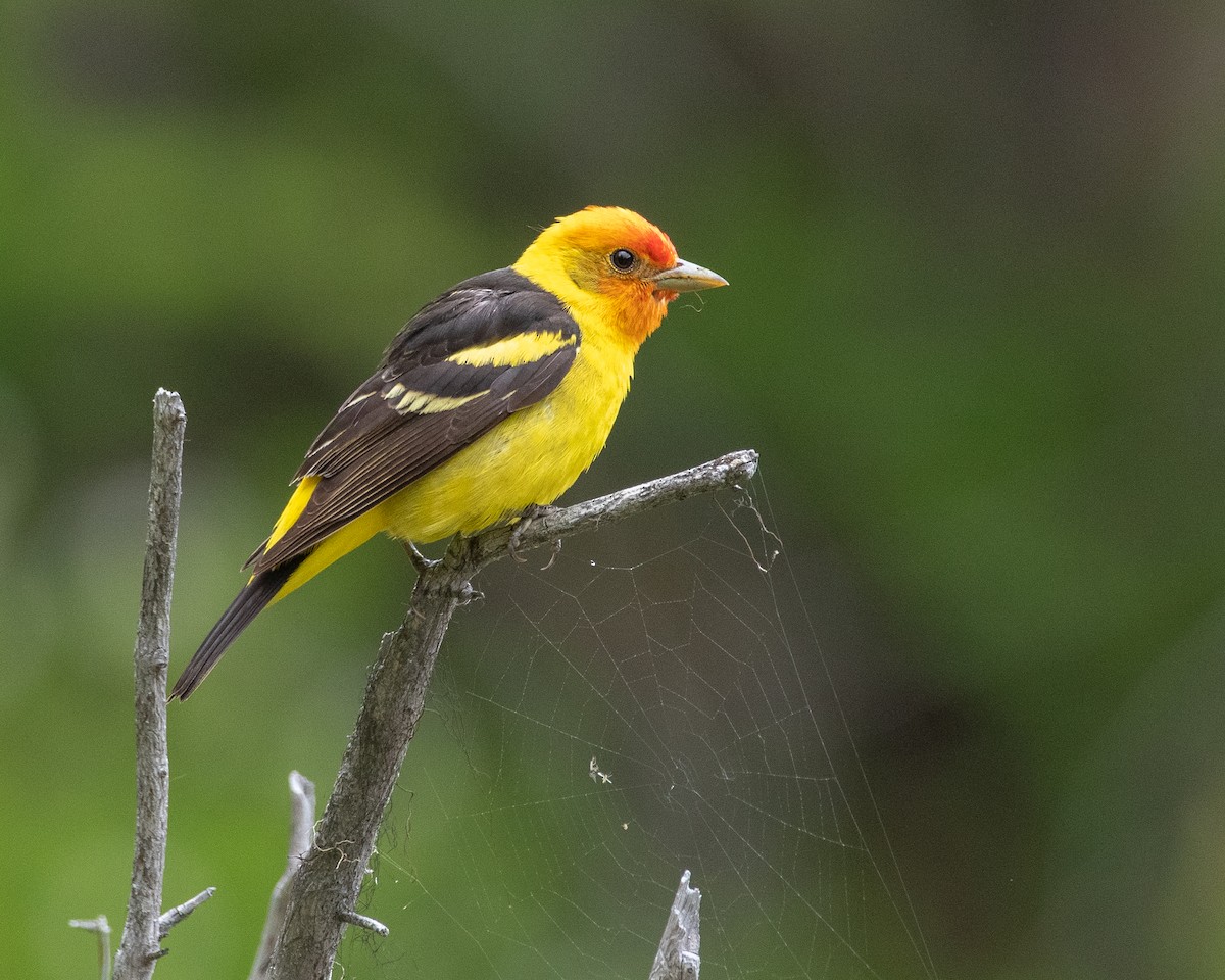 Western Tanager - ML314483281