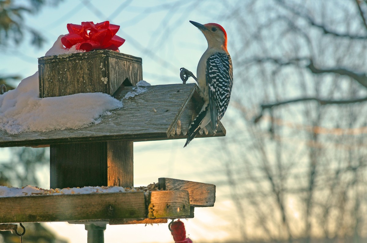 Red-bellied Woodpecker - Normand Lefebvre