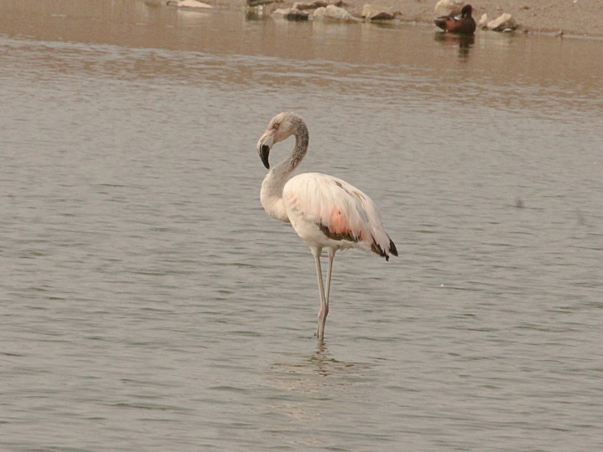 Chilean Flamingo - Rutger Koperdraad