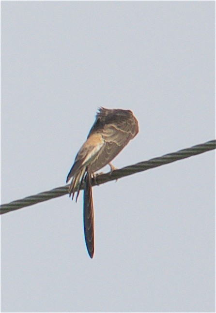 Cliff/Cave Swallow - ML31448561