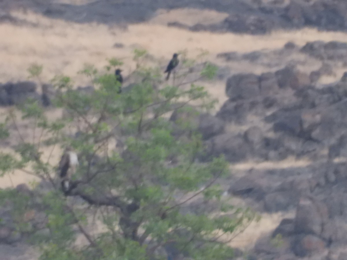 Large-billed Crow - Sannidhya De