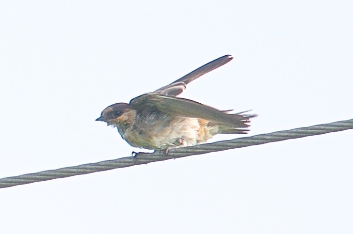 Cave Swallow - ML31448681