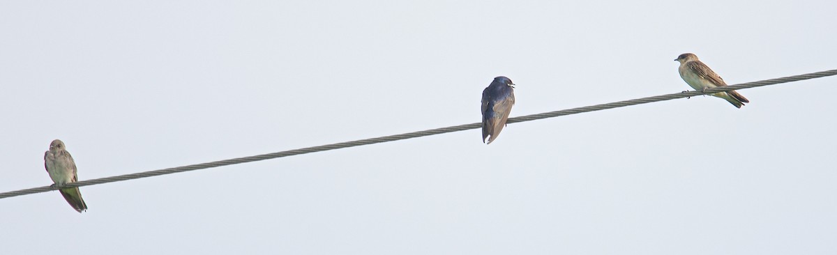 Tree Swallow - Harlan Stewart