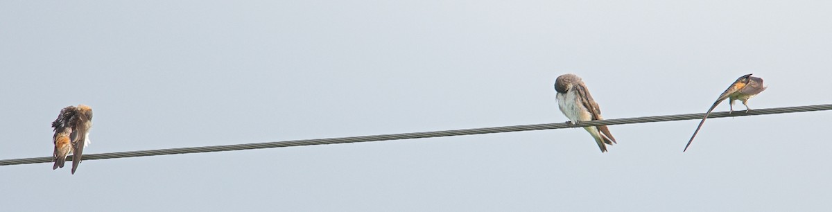 ミドリツバメ - ML31449101