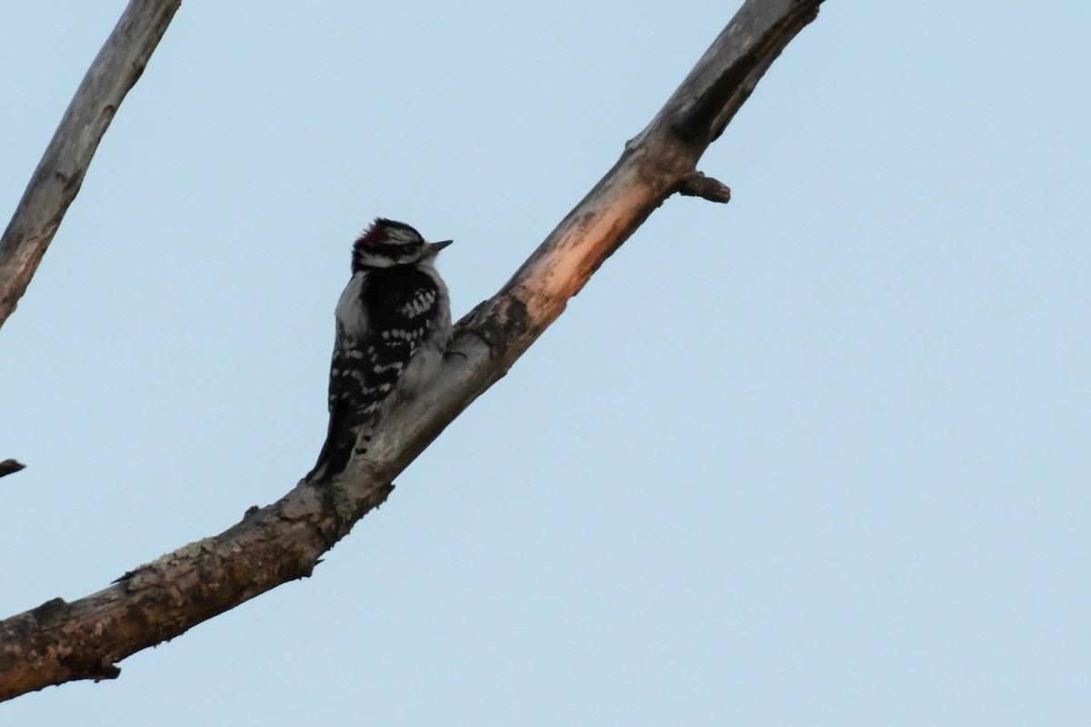 Downy Woodpecker - ML314491011