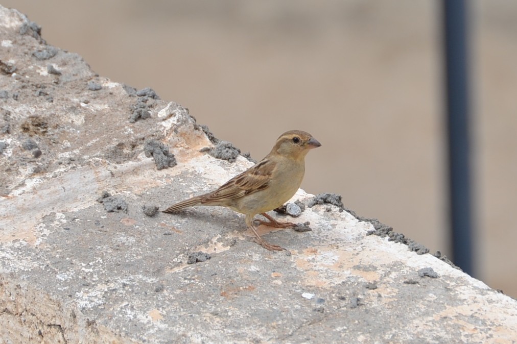 Somali Sparrow - ML31449181