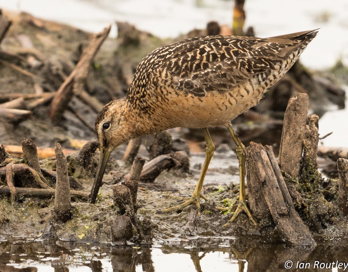 Long-billed Dowitcher - ML31449481