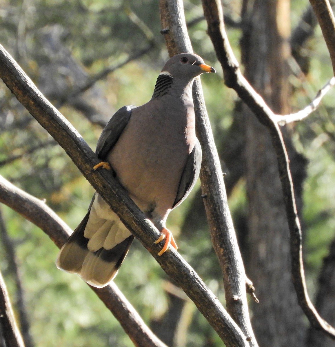 Band-tailed Pigeon - ML314495681