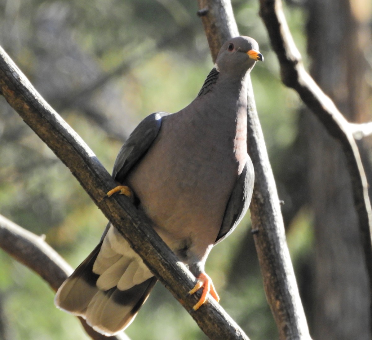 Band-tailed Pigeon - ML314495931