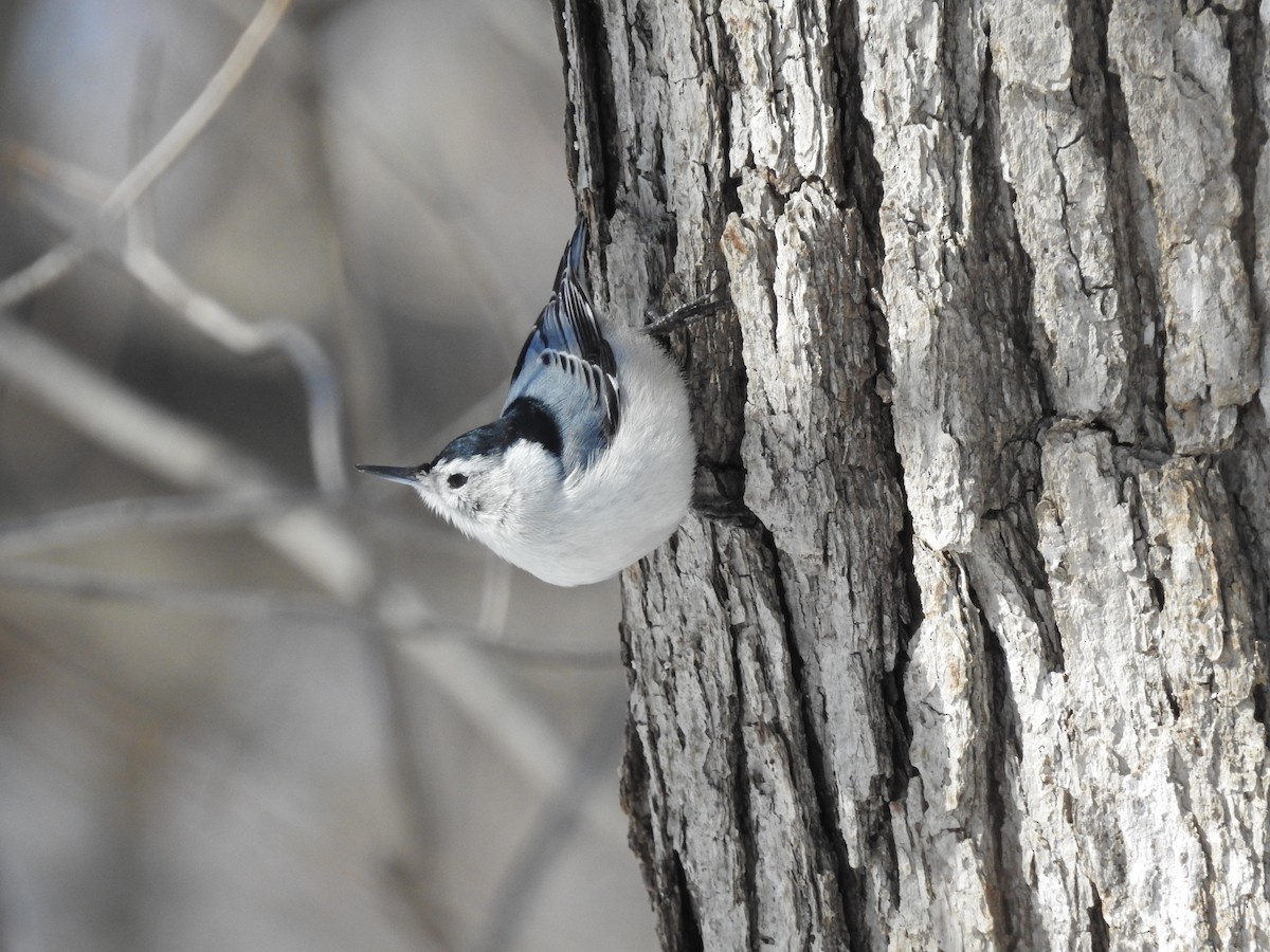 White-breasted Nuthatch - ML314496821