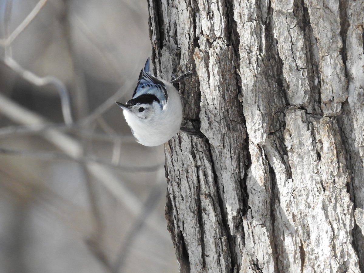 White-breasted Nuthatch - Nick Giefer