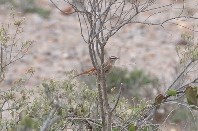 Rufous-tailed Scrub-Robin (African) - ML31449721