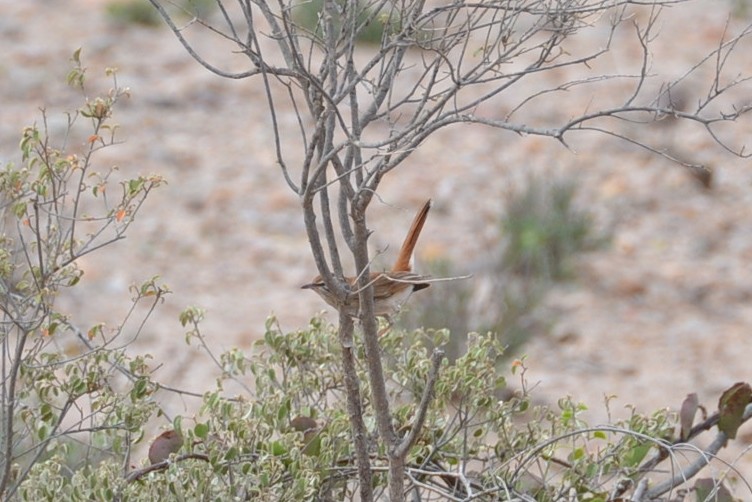 Rufous-tailed Scrub-Robin (African) - ML31450051