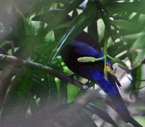 Philippine Fairy-bluebird - ML314505801
