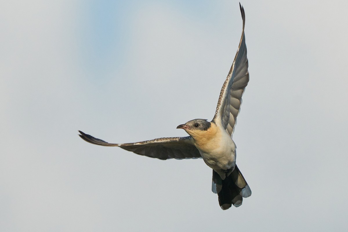 Great Spotted Cuckoo - ML314508251