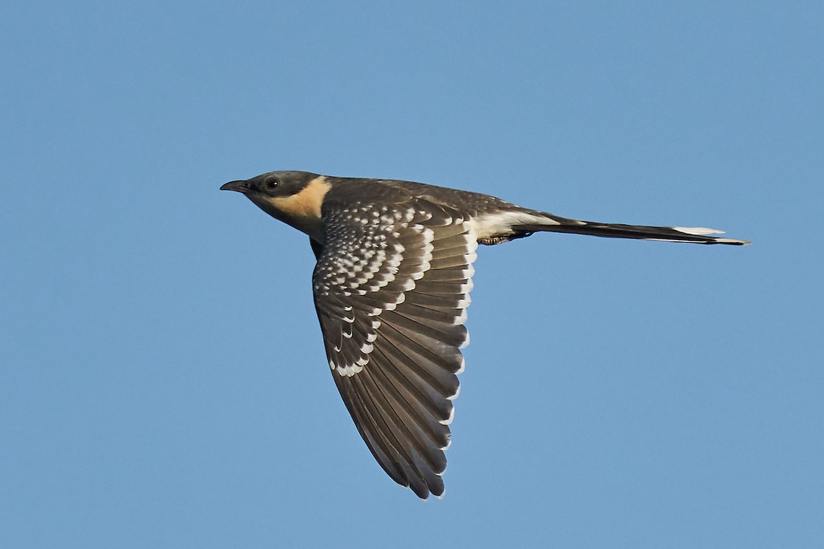 Great Spotted Cuckoo - ML314508321