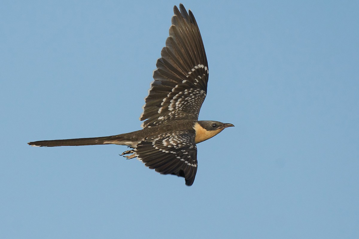 Great Spotted Cuckoo - ML314508331
