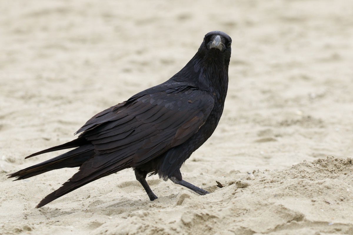 Common Raven - ML314510421