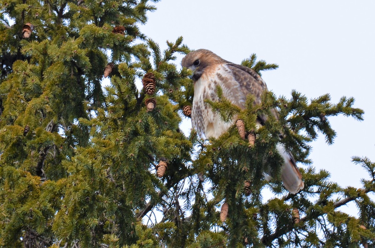 Red-tailed Hawk - ML314518851