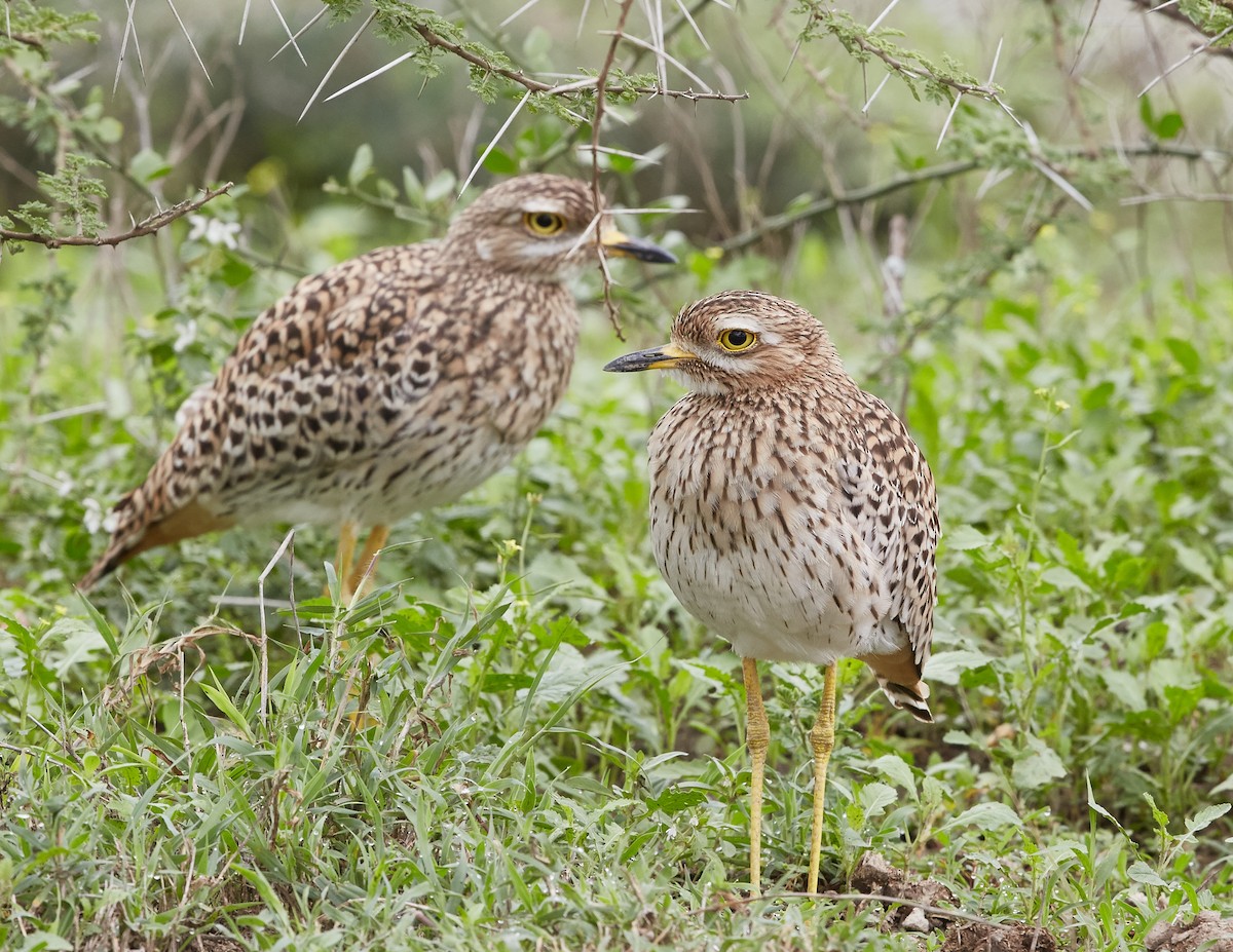 Spotted Thick-knee - Brooke Miller
