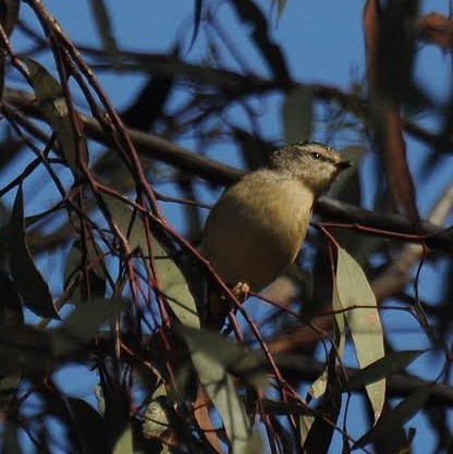 Spotted Pardalote - ML31452111