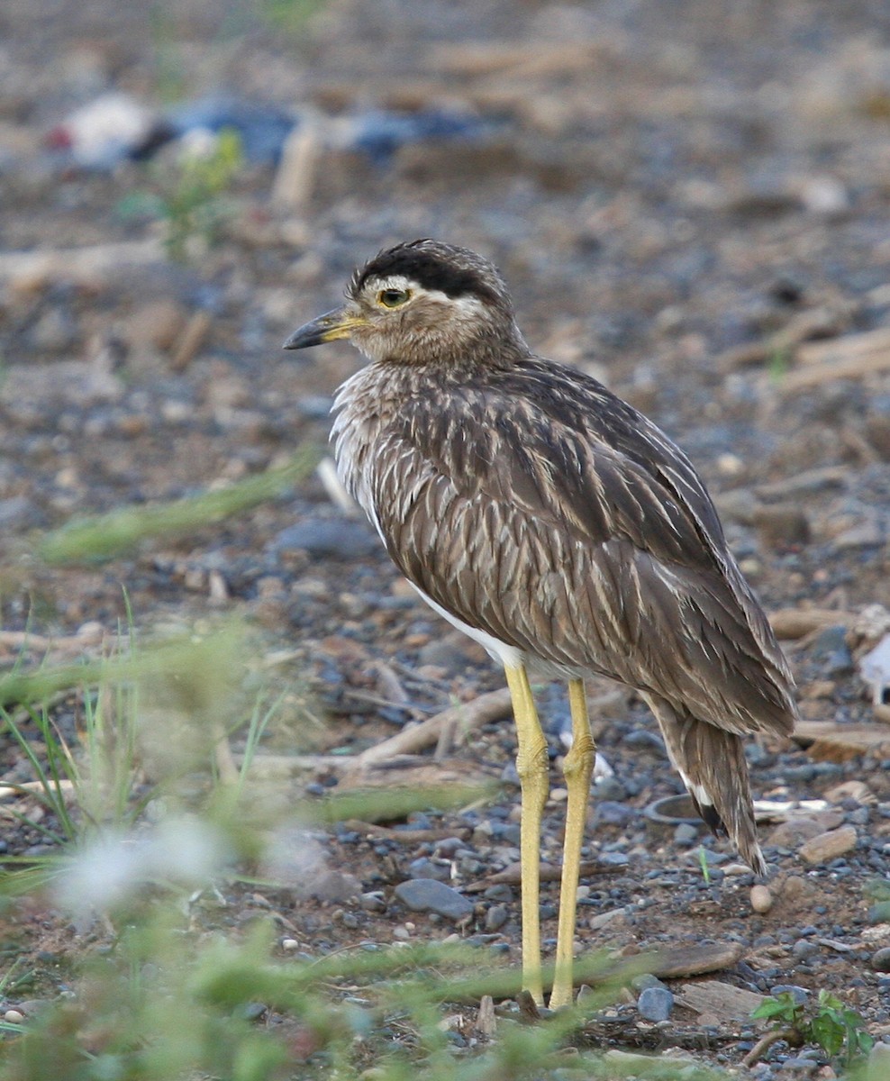 Double-striped Thick-knee - ML31452121