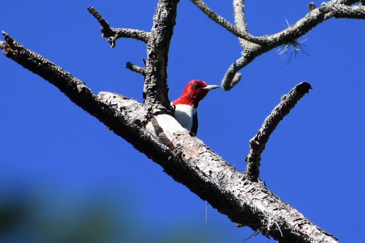 Red-headed Woodpecker - ML314523511