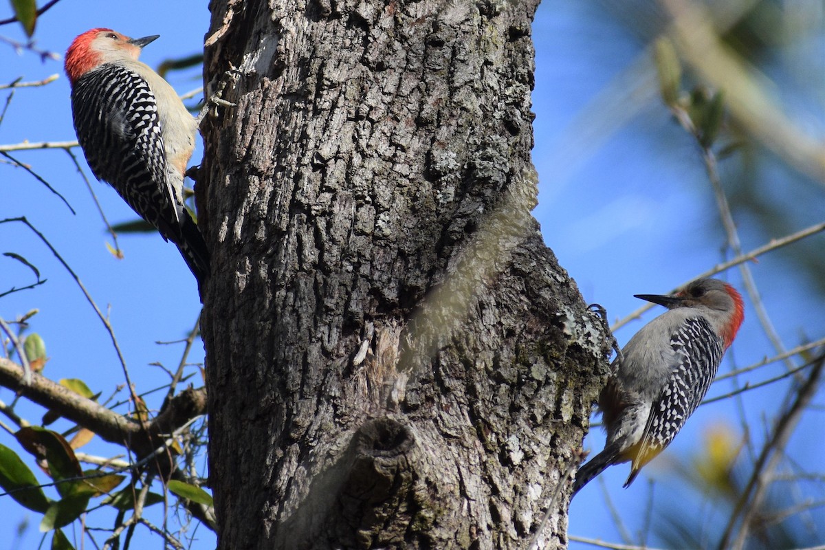 Red-bellied Woodpecker - Terry Bohling