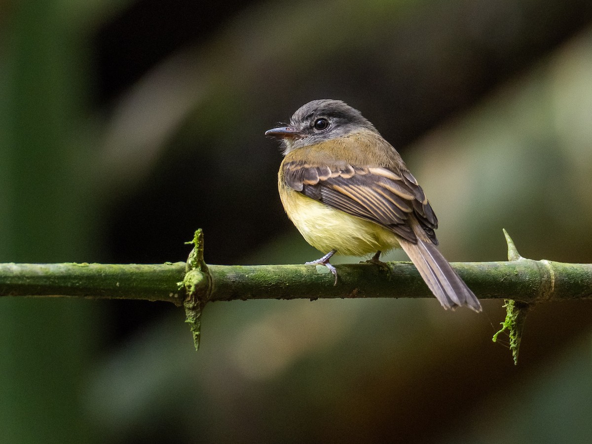 Tawny-chested Flycatcher - Chris Fischer
