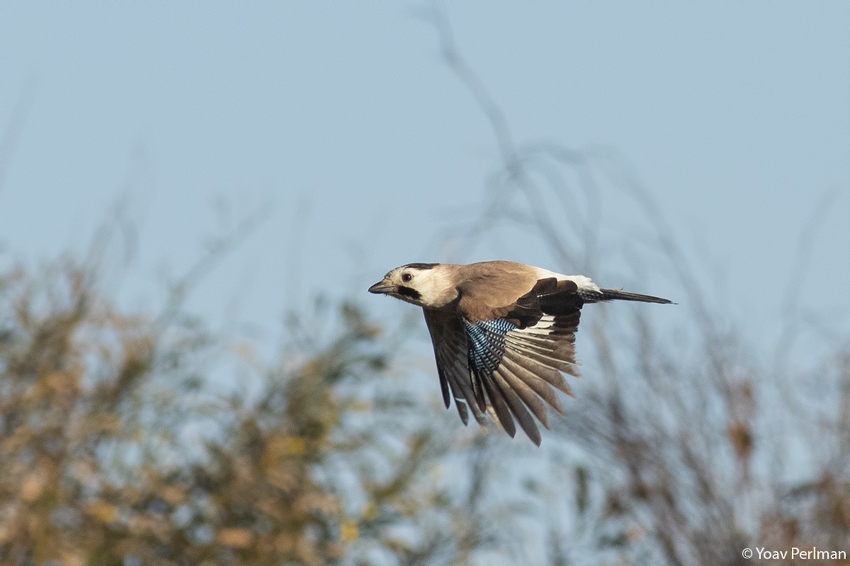 Eurasian Jay (Black-capped) - Yoav Perlman
