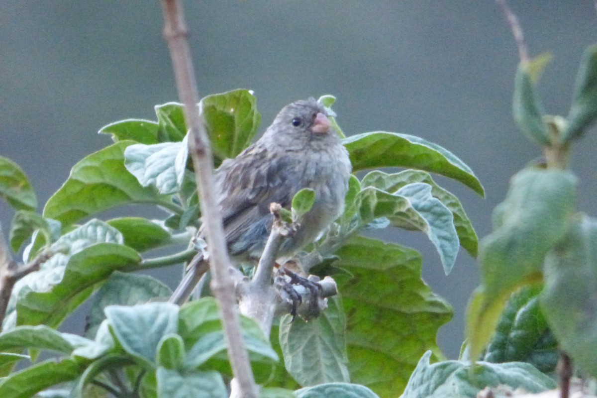 Plain-colored Seedeater - ML314534031