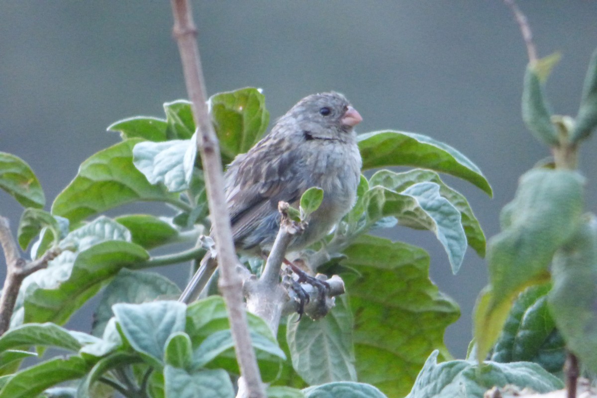 Plain-colored Seedeater - ML314534051