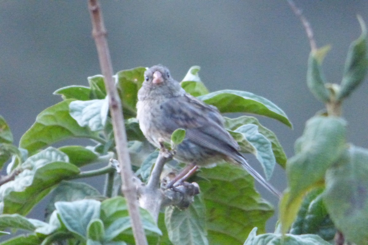 Plain-colored Seedeater - ML314534061