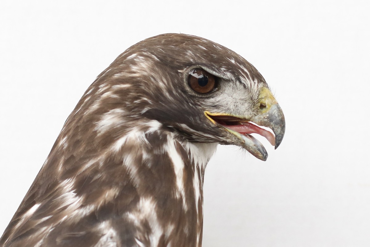 Red-tailed Hawk (Harlan's) - ML314535911
