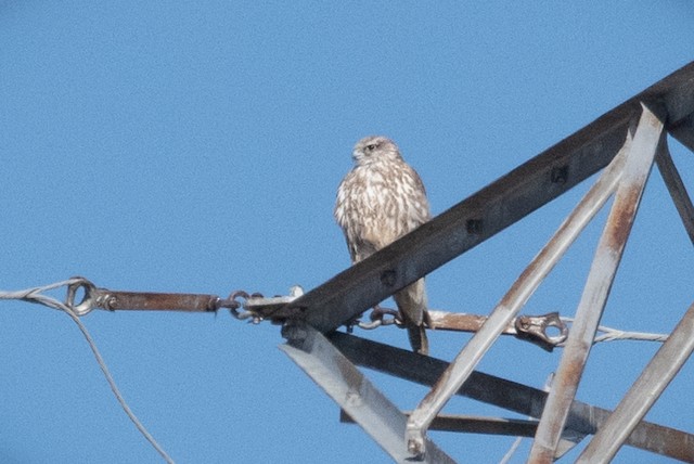 Gyrfalcon