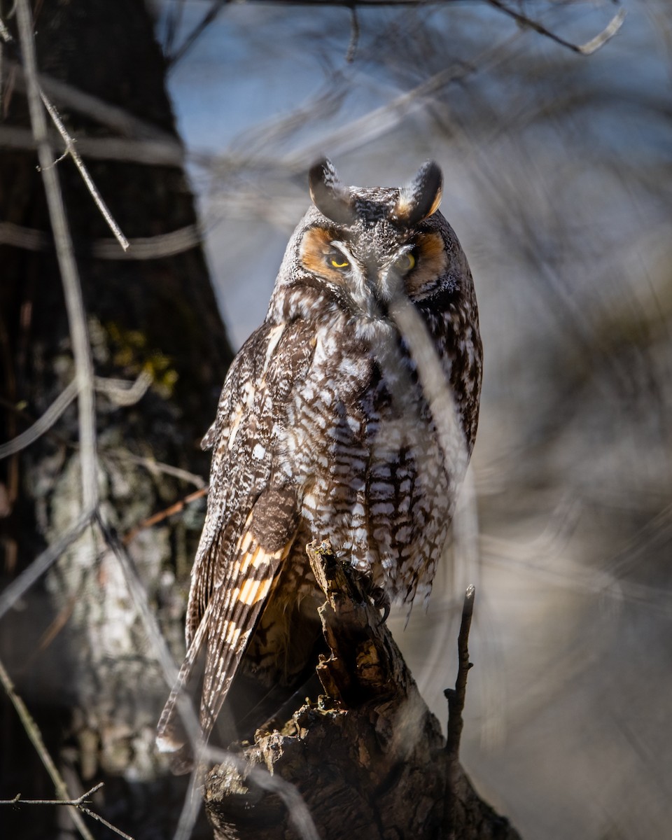 Long-eared Owl - ML314538311