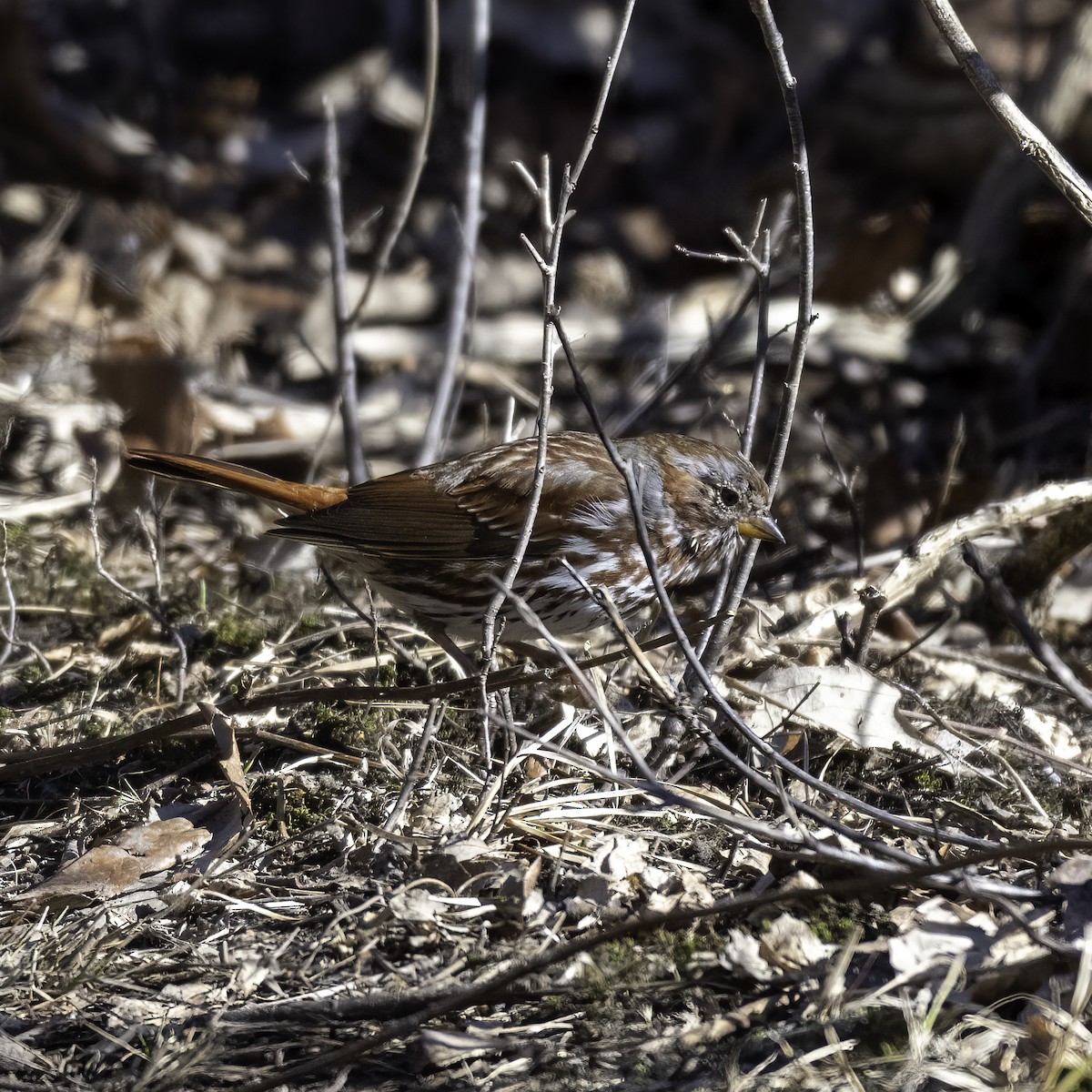 Fox Sparrow (Red) - Tabor Wells