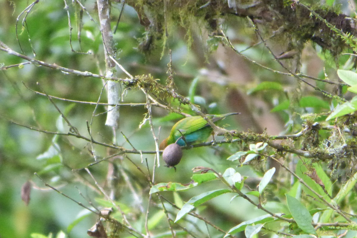Bay-headed Tanager - ML314561241