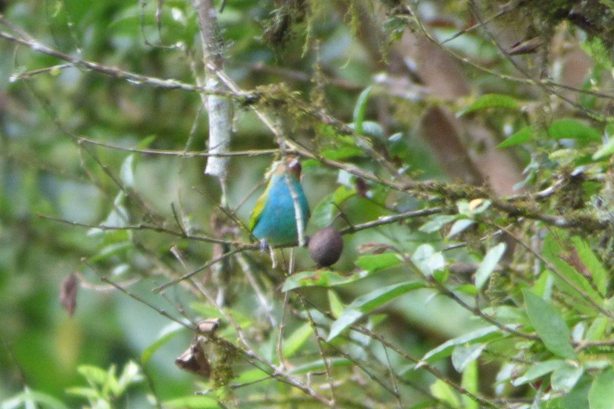 Bay-headed Tanager - ML314561251