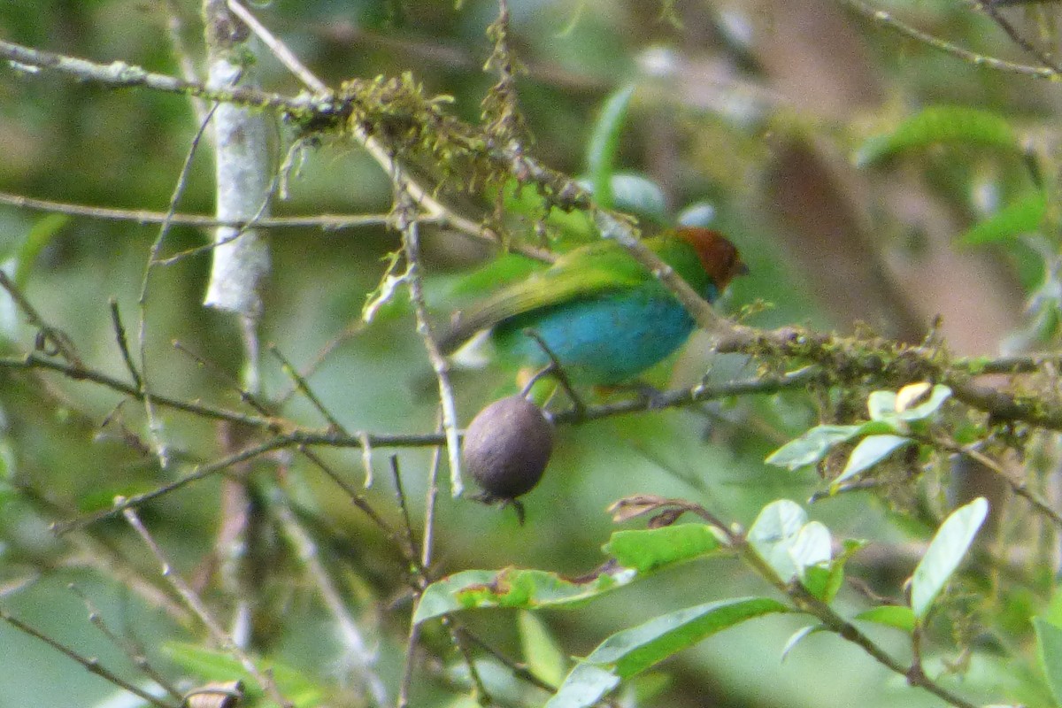 Bay-headed Tanager - ML314561271
