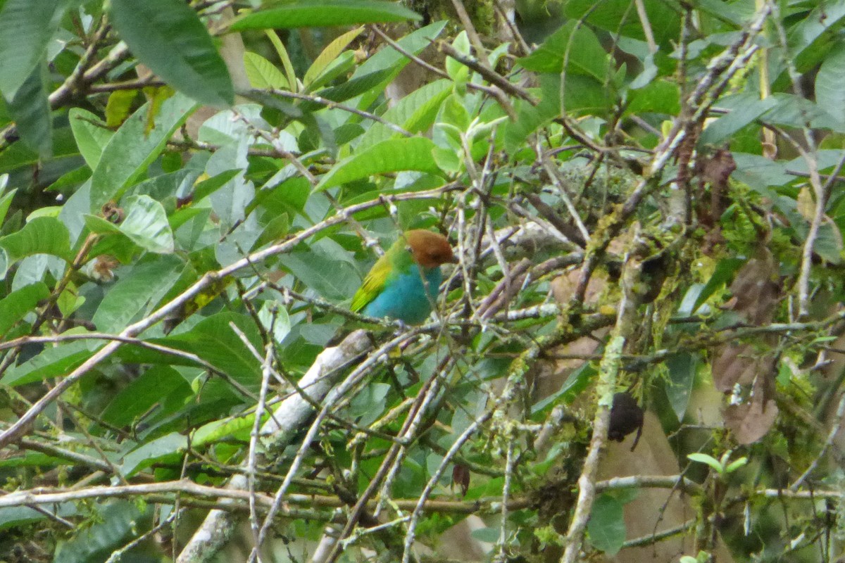 Bay-headed Tanager - ML314561281