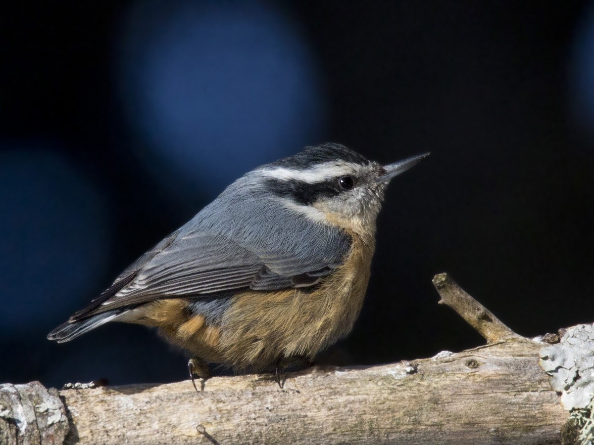 Red-breasted Nuthatch - ML314561851