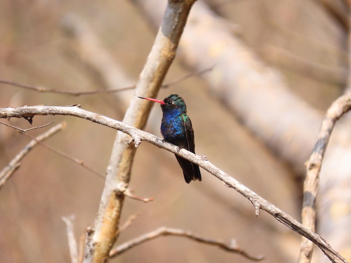 Turquoise-crowned Hummingbird - David Román Hernández